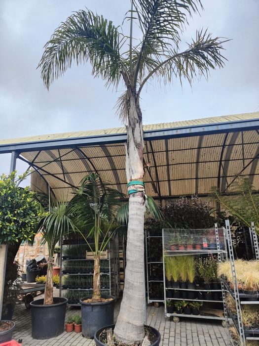 Coqueiros - 200/300/400/500cm - Tronco XL