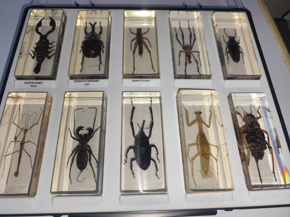 Coleção de Bichos em blocos de resina
