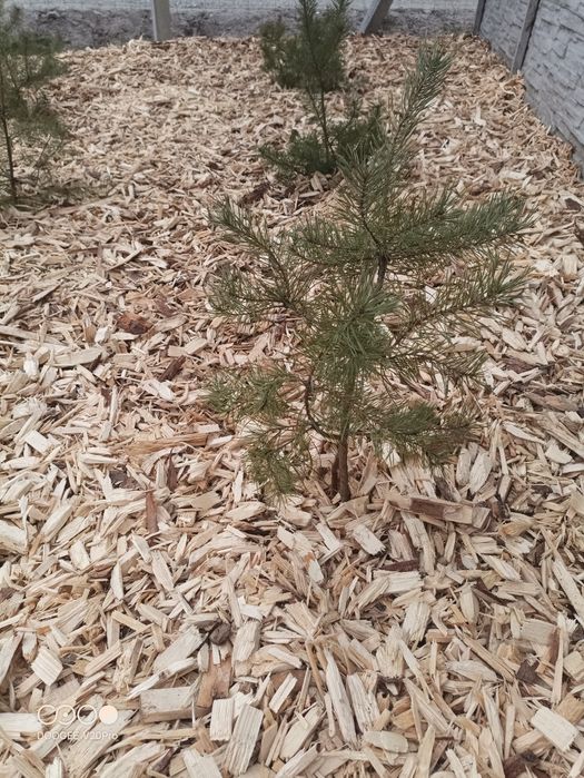 Zrębka drzewna zrębki drzewne ozdobne do ogrodu pod borówkę nie kora