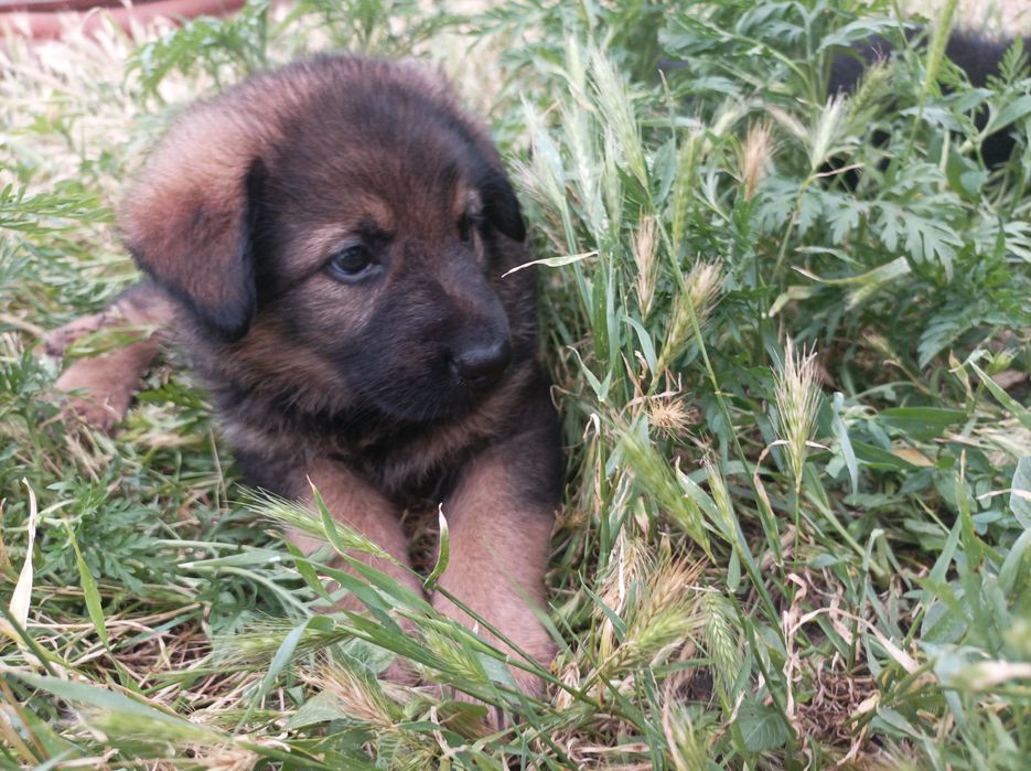 Продам щенков немецкой овчарки