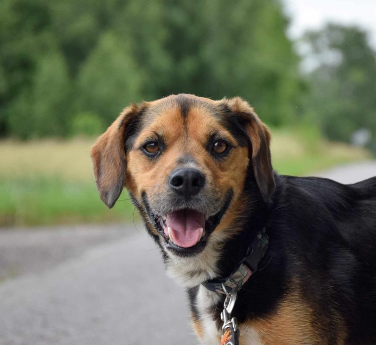 Cudowny Cezi szuka domu na zawsze