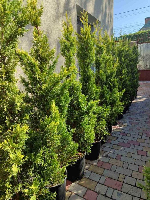 Кипарисовик Купрессоципарис Голд Райдер