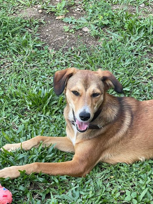 Doa se Cadela 7 Meses