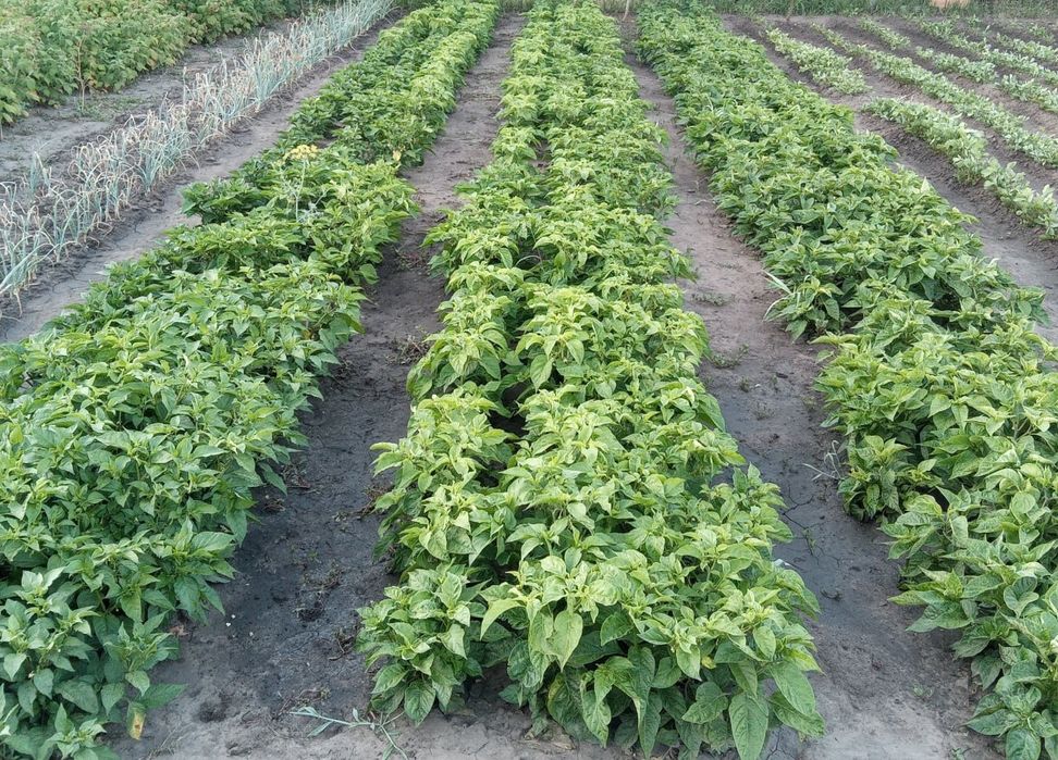 Набір насіння гострого перцю Хабанеро Habanero - 40 насінин