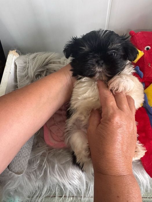 Shih-tzu maravilhosos