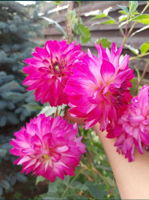 Георгины клубни.