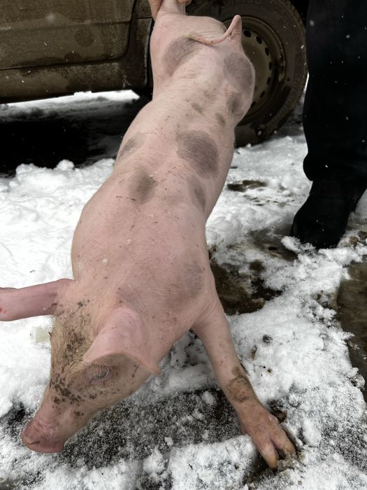 Продам попосята є 10 штук