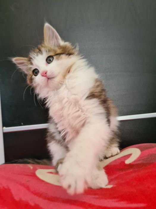 Kotek Maine Coon
