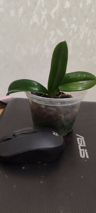 Дітка орхідеї фаленопсис