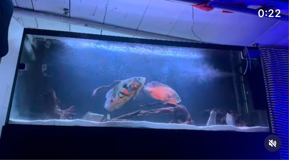 peixes Oscar adultos muito grandes ,  cerca de 28 cms,Casal formado