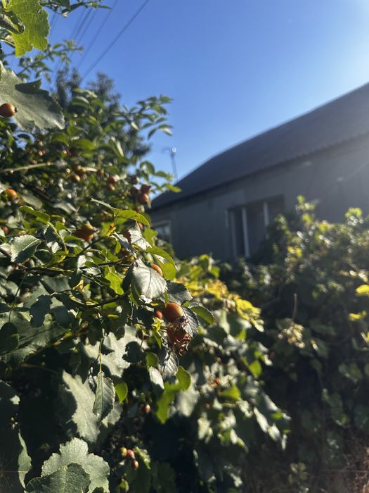 Продам дом Петровское, рядом Выгода, электричка