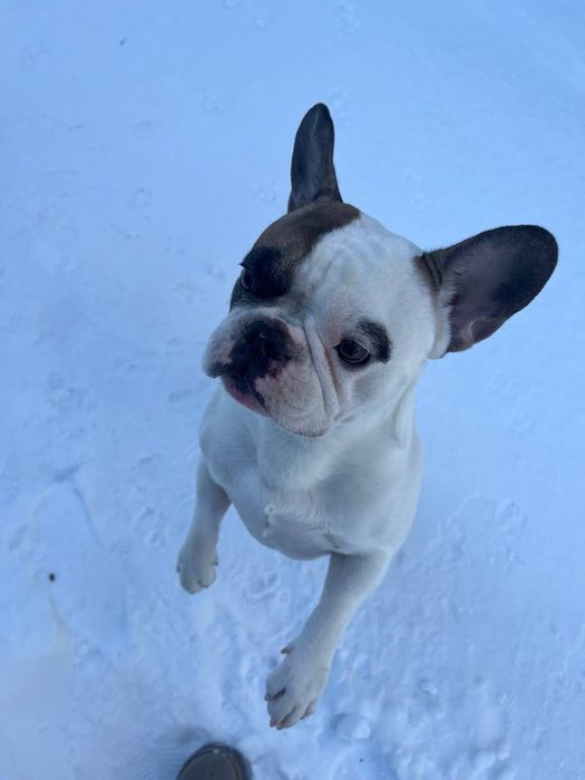 Шукаю сім'ю французький бульдог