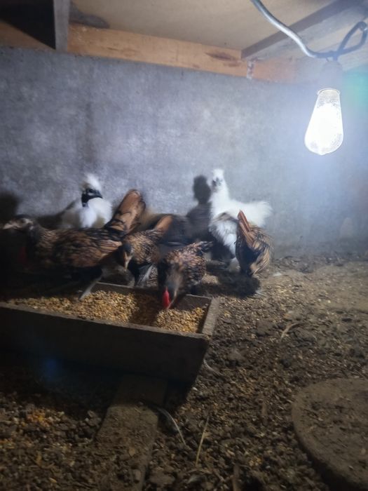Animais de quinta
