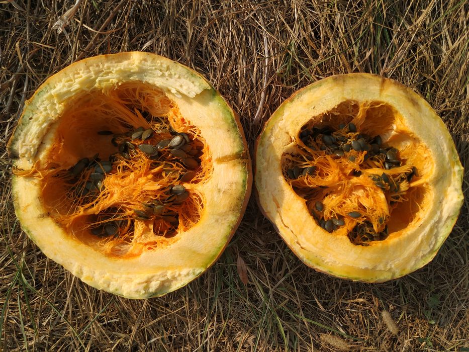 Насіння гарбуза, голонасінні.