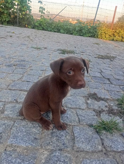 Animais para adoção