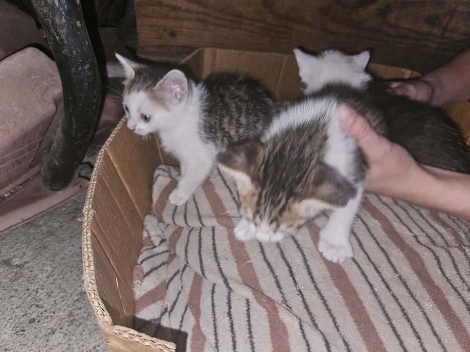 2 Gatinhas para Adoção VISEU