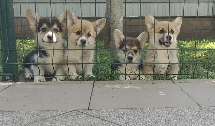 Сумы. Щенки корги.