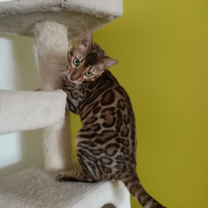 Kot bengalski rodowód FPL/FIFE