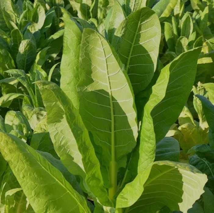 Семена табака "КСАНТІ"