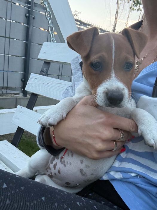 Jack russell terrier