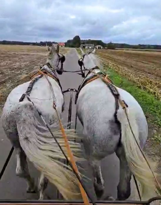 Wałach SP PKS Śląski