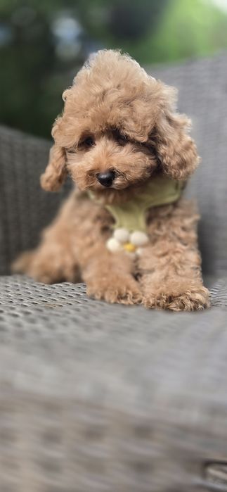 Cavapoo / chłopczyk f1b