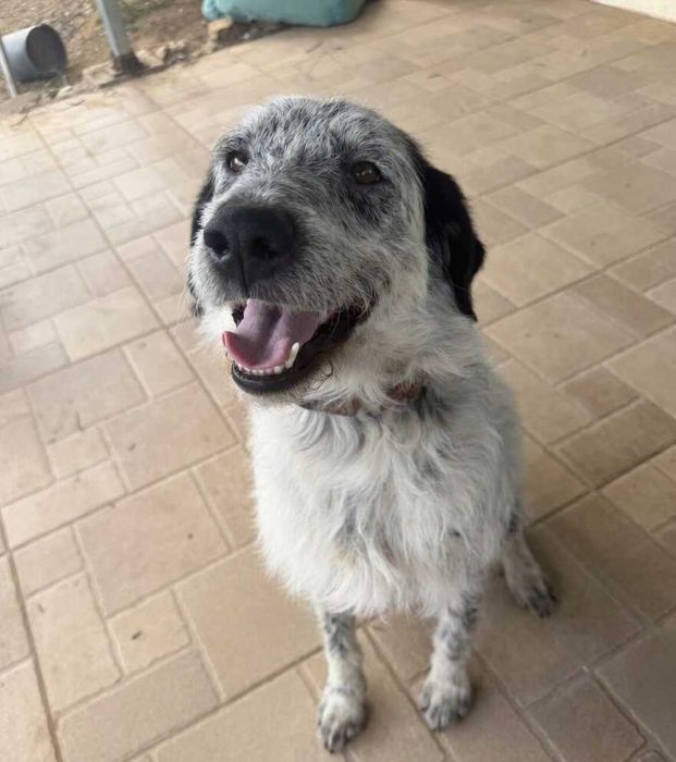 Cão Podengo 2anos para Adoção