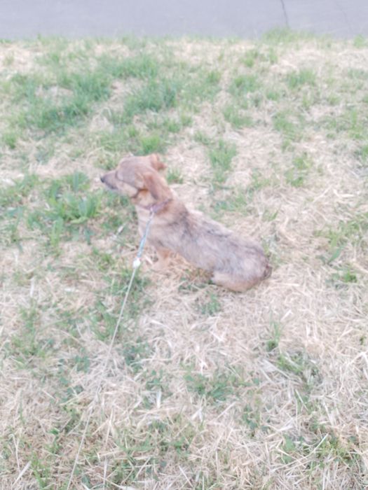 Одам собаку Николаев