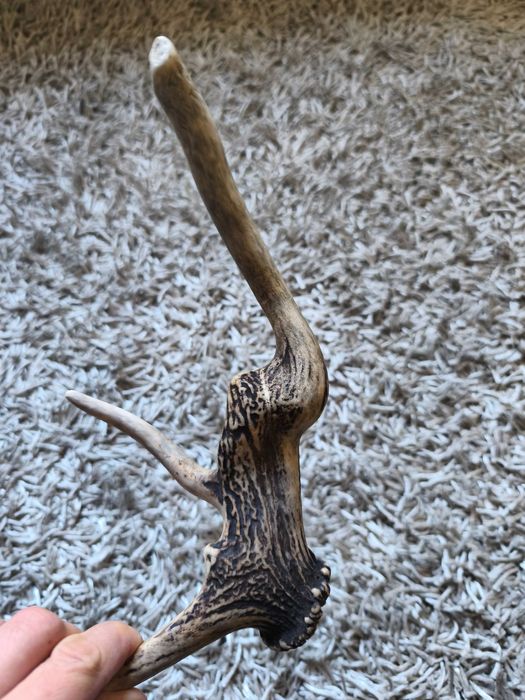 poroże jelenia myłkus