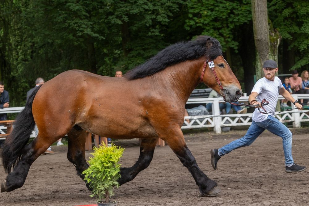 Ogier zimnokrwisty Carmel Z