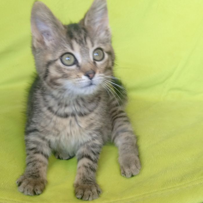 Кошенятко безкоштовна