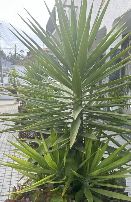 Plantas iucas para jardins ou para vasos