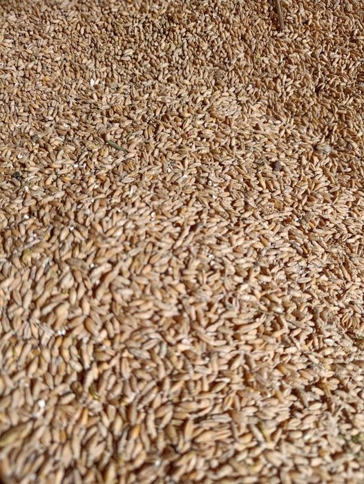 Sprzedam pszenżyto workowane