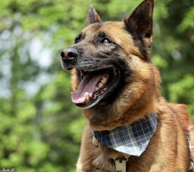 Pixel - mieszaniec owczarka niemieckiego malinois szuka odpowiedzialnego domu