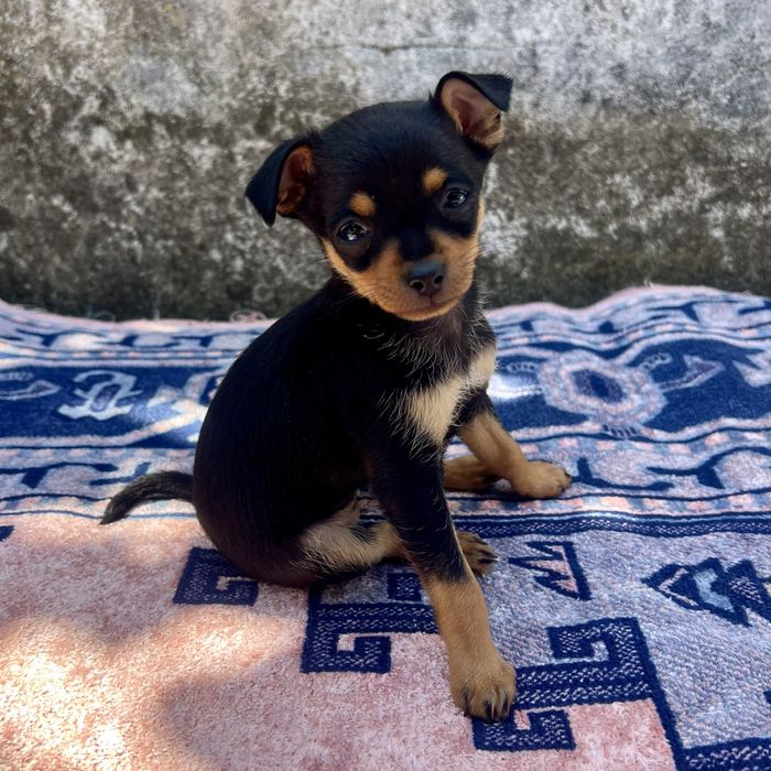Pinscher miniatura - fêmea