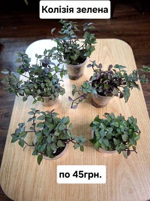 Рослини кімнатні