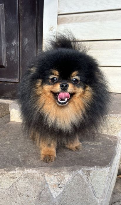 Мини малышка)Супер ласковая!