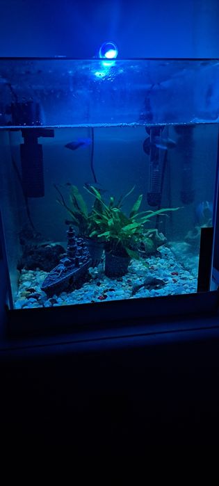 Aquário de peixinhos