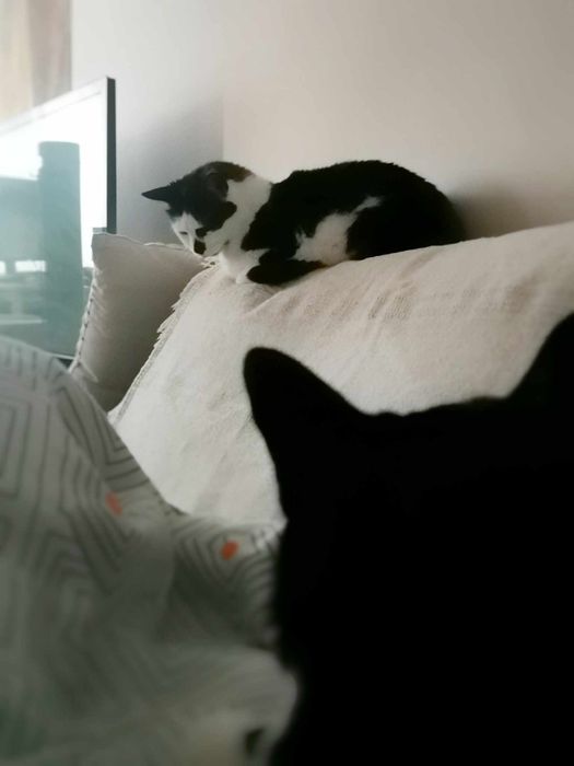 Kotka Niunia szuka domu