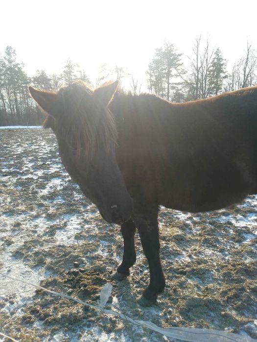 Sprzedam konia ogiera