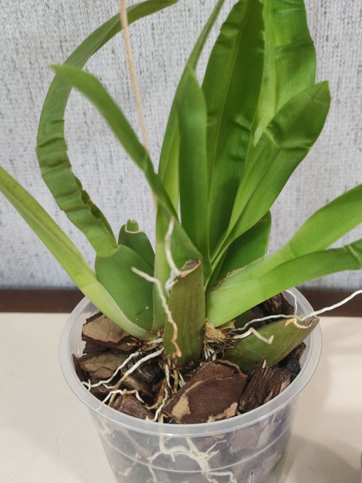 Орхідея Камбрія.