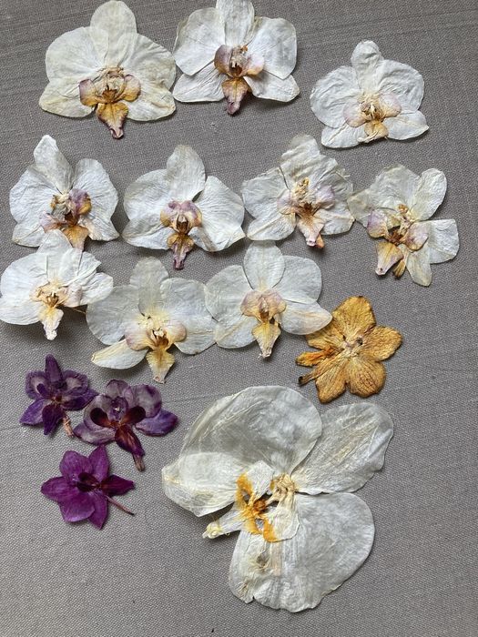 Орхідея пресована для творчості для епоксидки