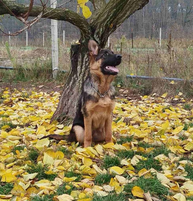 Німецька вівчарка Сука