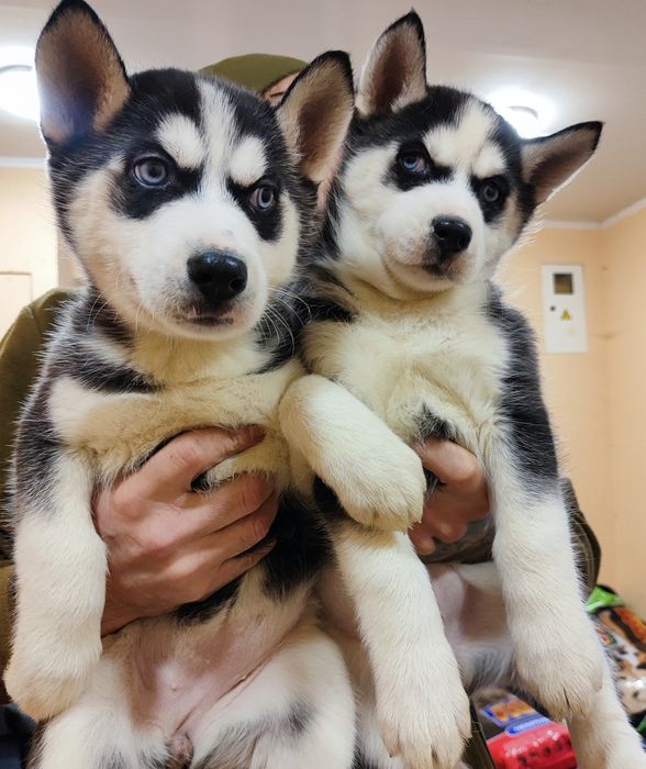 Хлопчик та дівчинка - вірний друг..