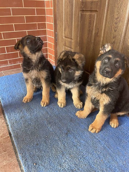 Продаються собаки німецька вівчарка