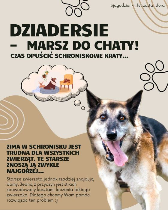 Misiek szuka domu