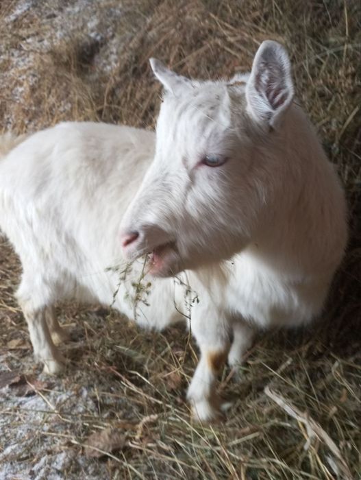 Продам коз и козла