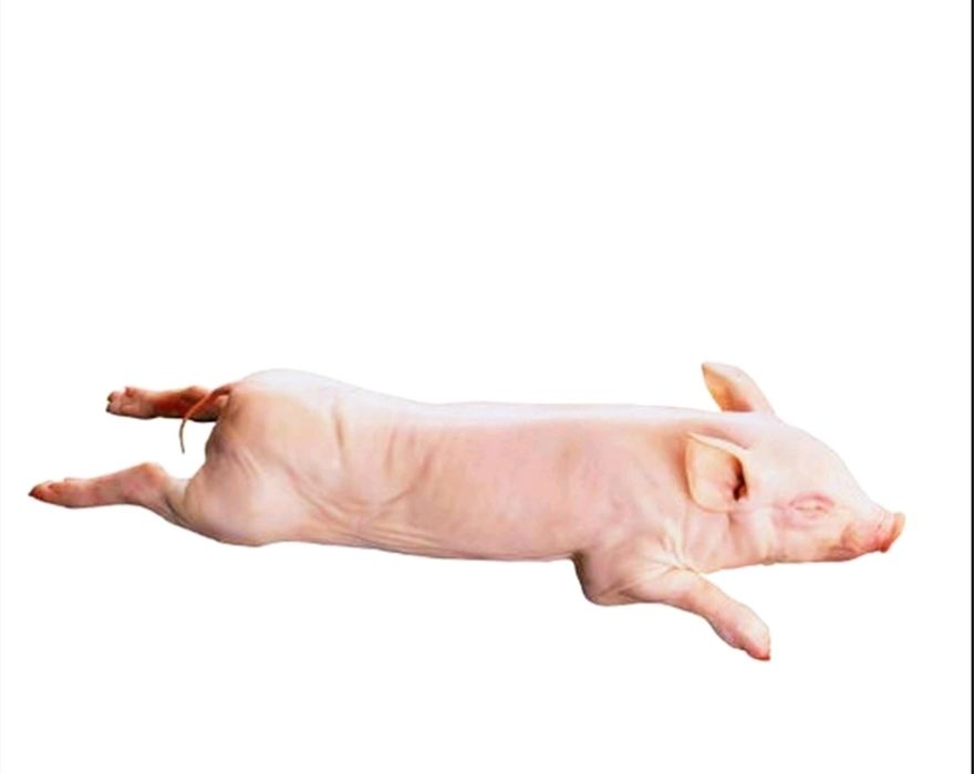 Продам молочних поросят вага від 4 -8 кг.