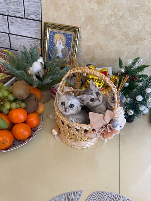 Шотландські кошенята