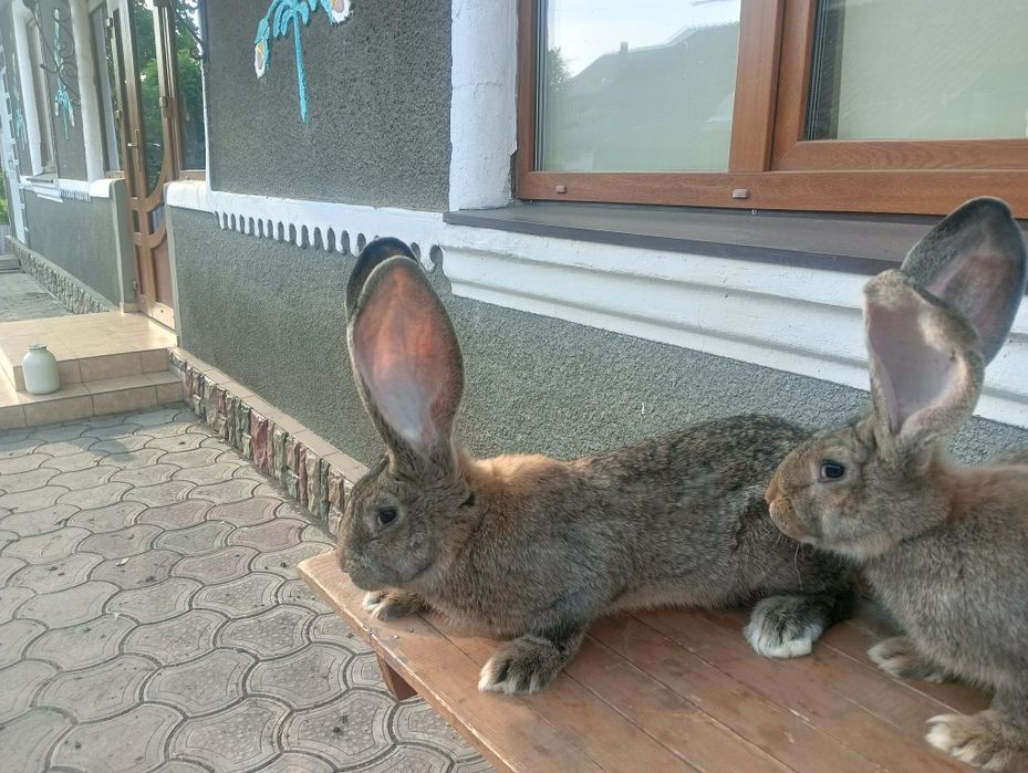Фландер Бельгійський велетень
